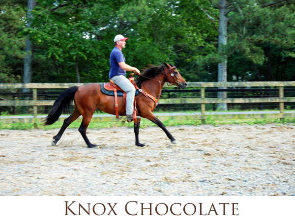 Knox Chocolate